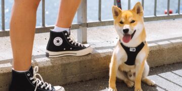 So sánh giữa giày da và giày vải